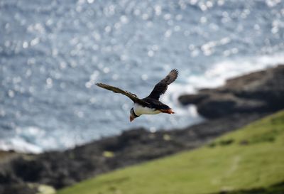 Seagull flying over sea