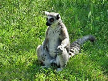 Meerkat relaxing on grassy field