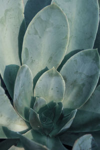 Full frame shot of succulent plant