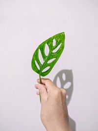 Close-up of hand holding monstera leaf over white background