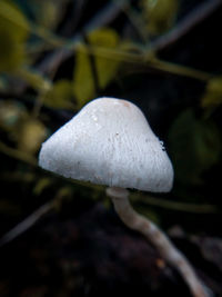 Close-up of white mushroom growing on land