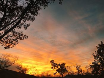 Silhouette of trees at sunset