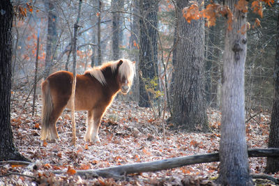 Dog standing in forest