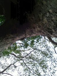 Low angle view of trees