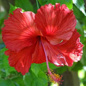 Close-up of red hibiscus blooming outdoors