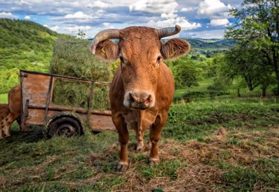 Portrait of cow on grass against sky