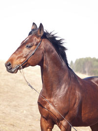 Close-up of horse against sky