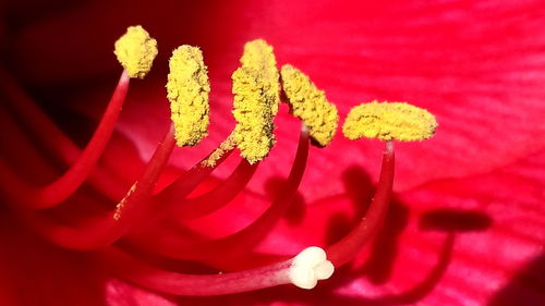 Close-up of red flowering plant