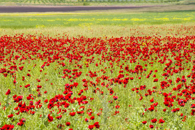 Red flowers growing on field