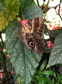 Close-up of butterfly on leaf