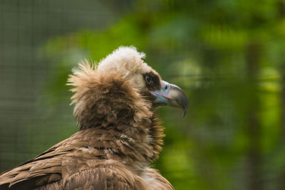 Close-up of a bird