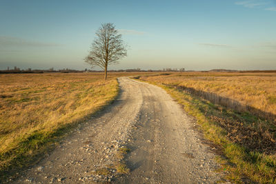 Dirt road and a lonely tree