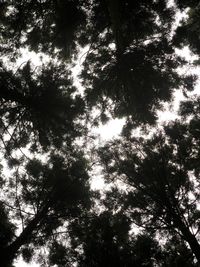 Low angle view of trees against sky