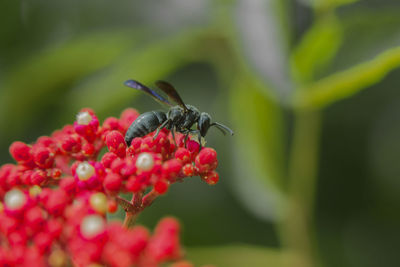 Close-up of insect on red flower