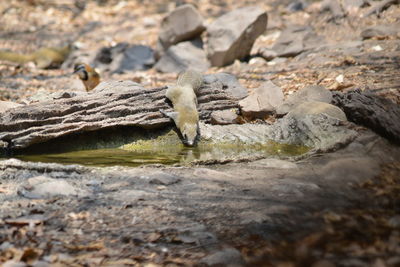Close-up of bird on rock