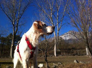 Dog in a field