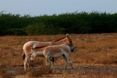 Side view of kiangs standing on field