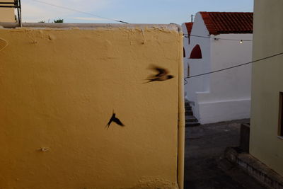 Side view of bird flying against the wall