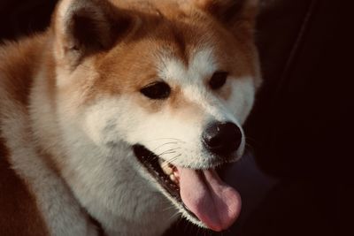 Close-up portrait of dog