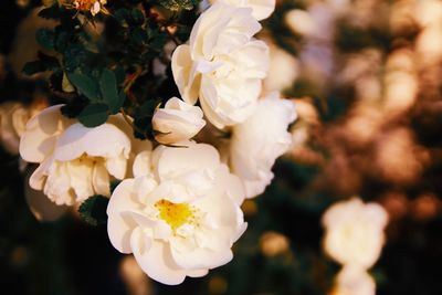 Close-up of white rose