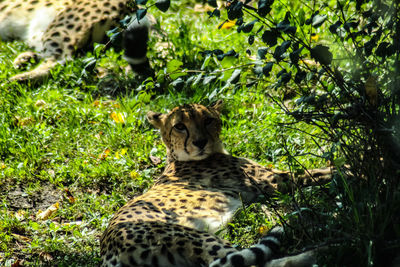 Cat relaxing on field