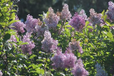 Close-up of purple flowering plants