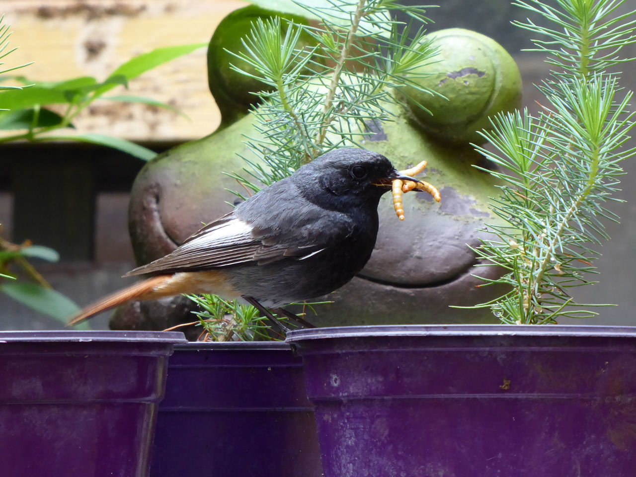 CLOSE-UP OF BIRD PERCHING ON PLANT