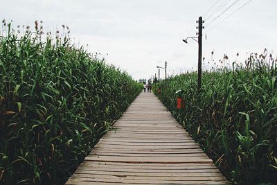 Footpath in park