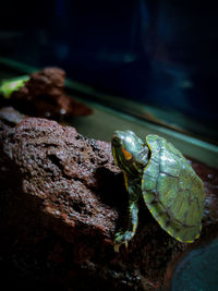 Close-up of turtle on rock