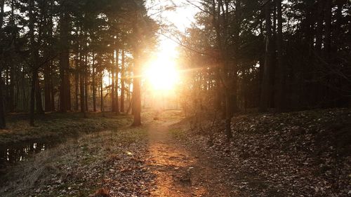 Sun shining through trees in forest