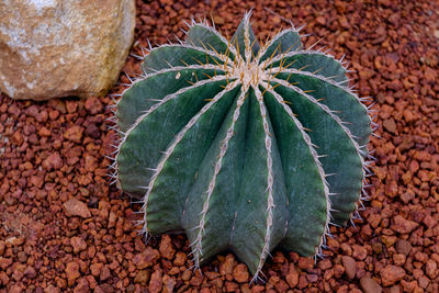 High angle view of succulent plant on pebbles