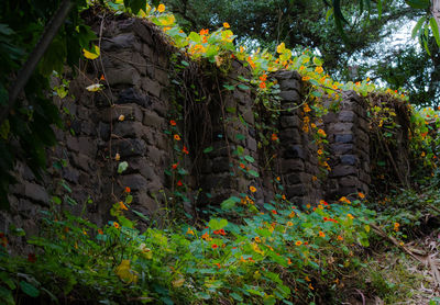 Plants growing on a tree