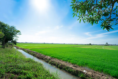 Scenic view of agricultural field against sky