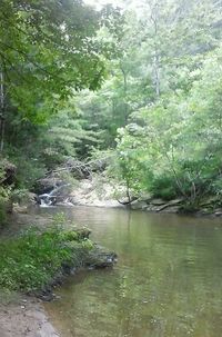 Scenic view of trees in forest