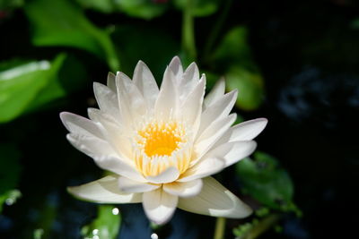 Close-up of white flower