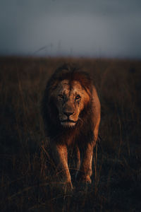 Head on with a lion in golden hour 