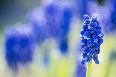 Beautiful flowers, blue grape hyacinth or bluebells, muscari flower in spring, perennial bulbous