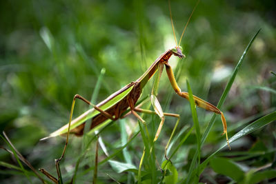 Close-up of mantis on plant