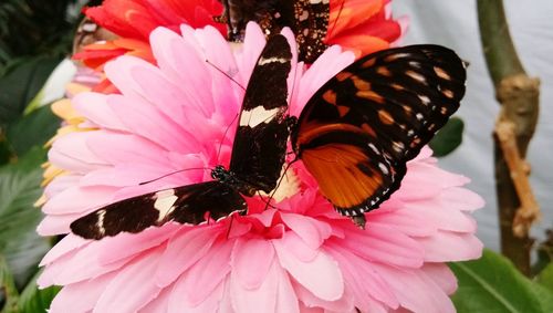 Close-up of butterfly pollinating on pink flower