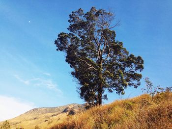 Low angle view of trees against blue sky