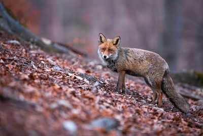 Portrait of squirrel on field