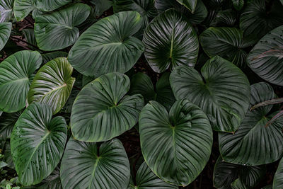 Full frame shot of plants