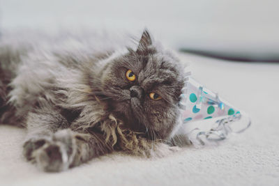 Portrait of cat lying on bed