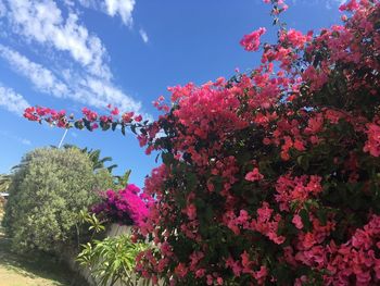 Low angle view of pink flowering plants against sky