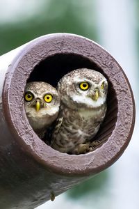 Close-up of pair of owlets 