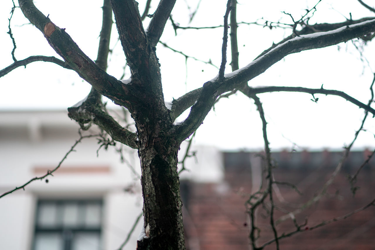 CLOSE-UP OF BARE TREE DURING WINTER