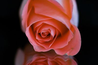 Close-up of rose against black background