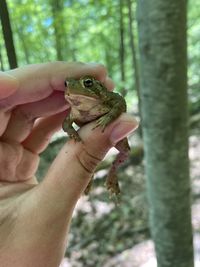 Close-up of hand holding toad