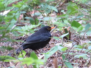 Bird perching on a field