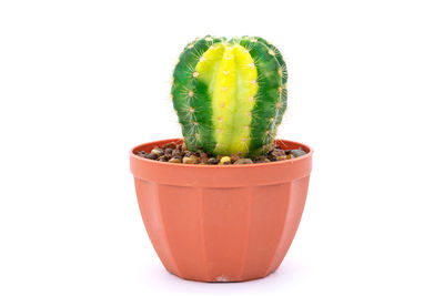 Close-up of potted cactus plant against white background